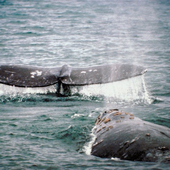 Humpback whales visit the Sea of Cortez.