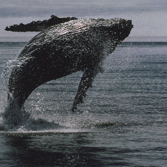 The Magnificent Humpback Whale