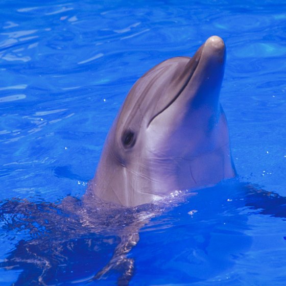 Have a close encounter with one of Sea World's favorite creatures.
