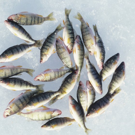 Ice fishing for perch in Beaverton