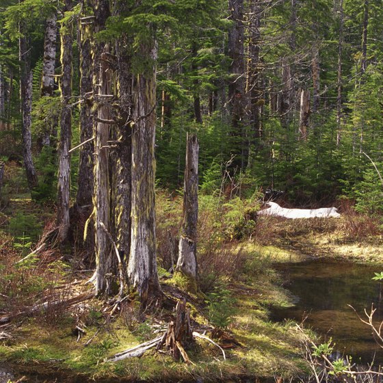 Sequim is located near the Hoh Rainforest on Washington's Olympic Peninsula.