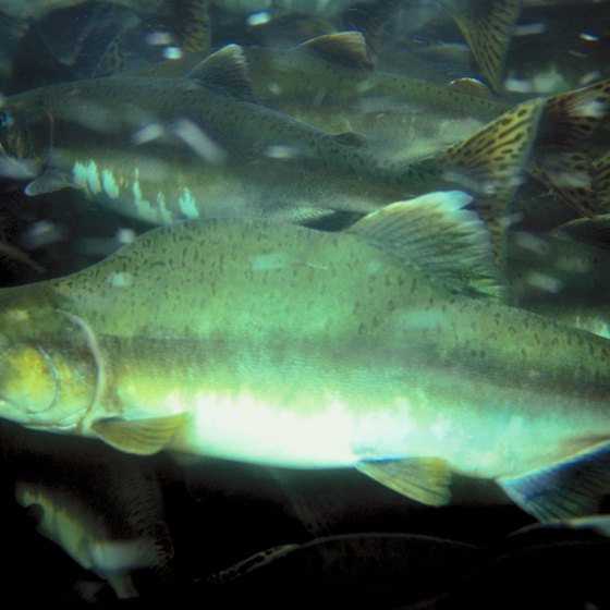 Salmon can be caught in the ocean waters off Oregon's coast and in the state's many rivers.