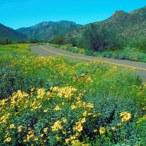 The Sonoran Desert comes alive with bloom when temperatures reach the 70s.