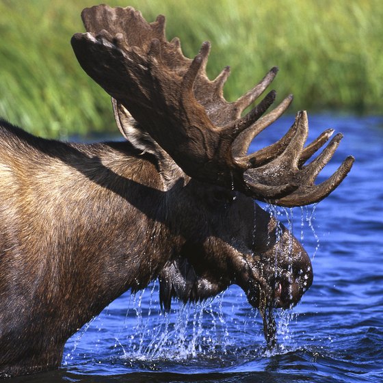 Moose roam Alaska's wilderness and sometimes wander into Anchorage.