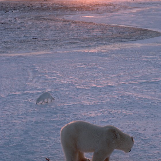 The polar bear and Arctic fox are two creatures of the tundra.
