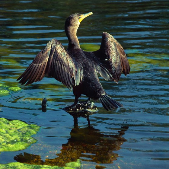 Florida is home to lake-dwelling cormorant birds.