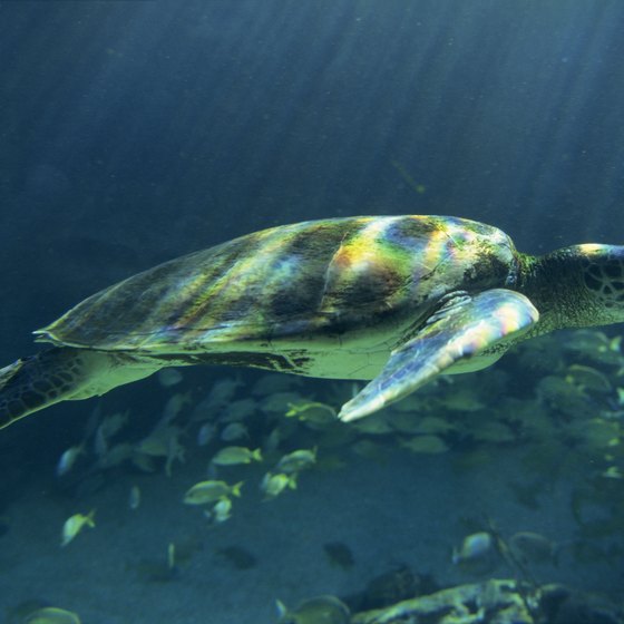 Green sea turtles put Laniakea Beach on the map.