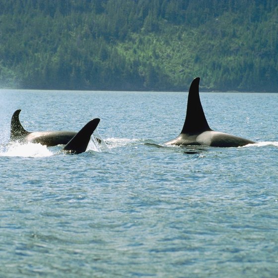 Whale watching charter cruises are popular activities during vacations in Western Washington.