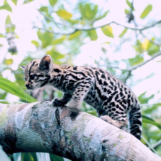 The Bergen County Zoological Park works to preserve ocelots and other New World species.