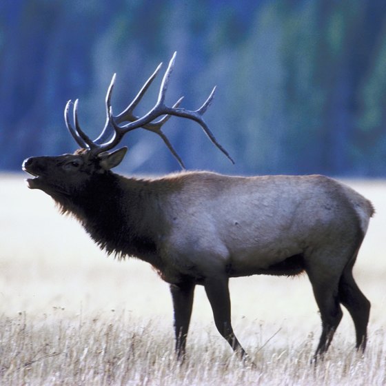 Elk are among the many animals that can be hunted near Taos.