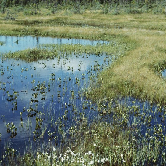 blue planet biomes taiga