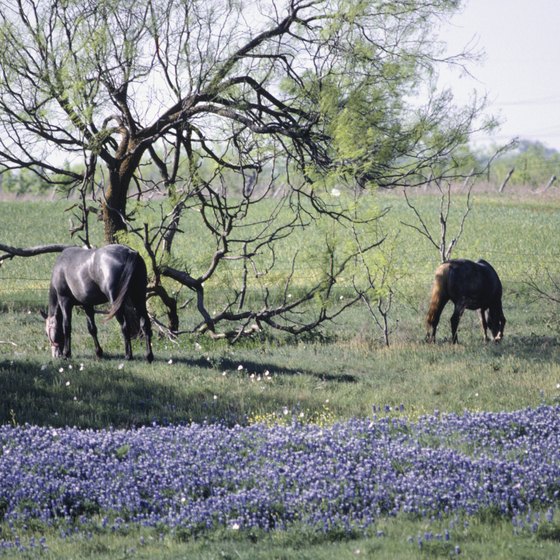Bluebonnets provide a charming addition to vacation photos.