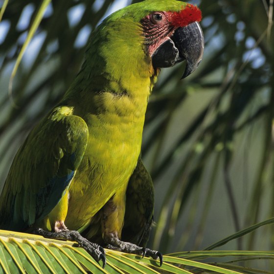 The massive thick-billed parrots called macaws are among Honduras's native birds.