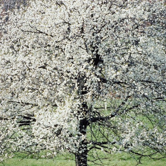 The American Dogwood is the state flower of Virginia.