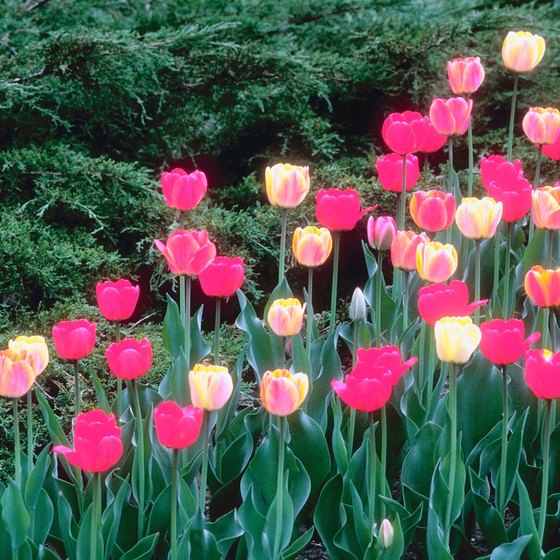 The Tulip Time Festival celebrates the beauty of the tulip.