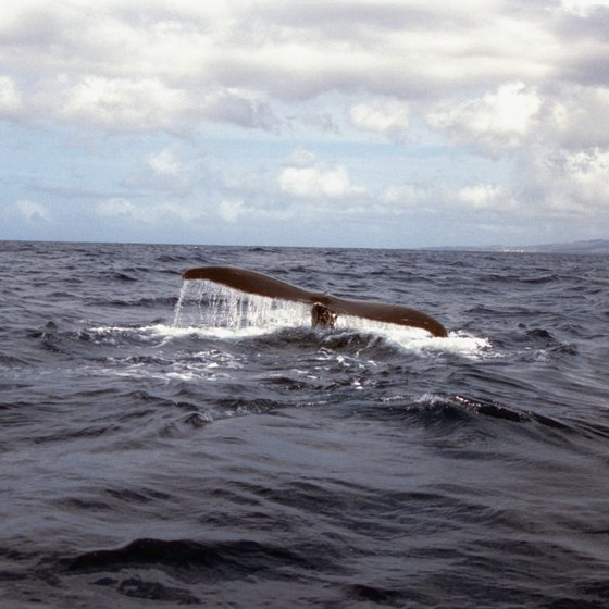 Whale-watching is among the top eco-friendly activities in Hawaii.