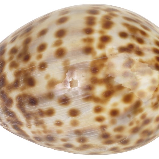 Living cowries are coated in a sheath that helps them blend in with their surroundings.