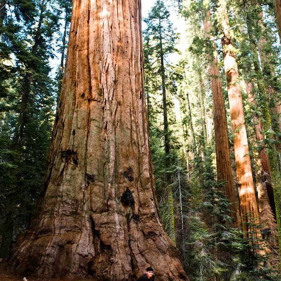 Gigantic sequoia trees are a must-see when visiting the Sierra Nevada Mountains.