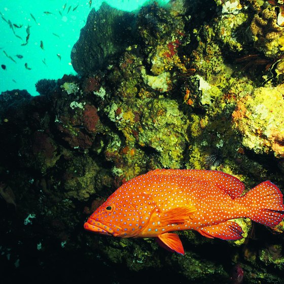 Numerous tropical fish live along reefs in the Indian Ocean.