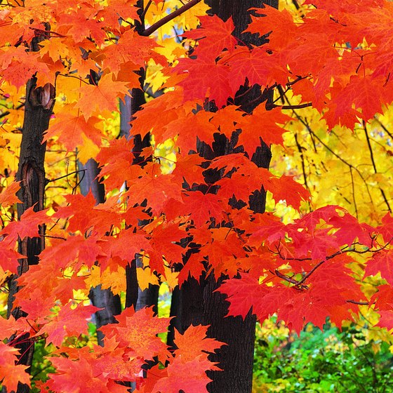 An Ohio woodland shows off fall foliage.