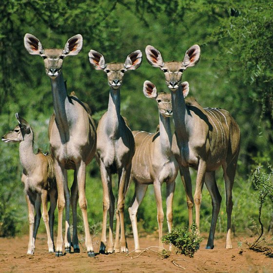 Kruger National Park is a major attraction for South African group tours.