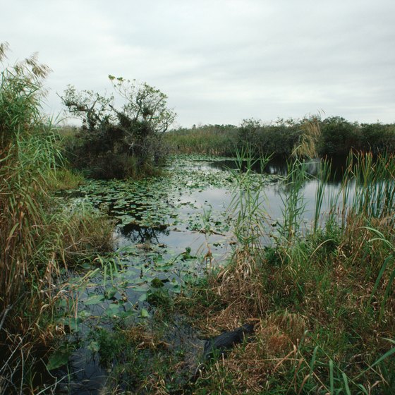 View the wetlands in Everglades National Park.