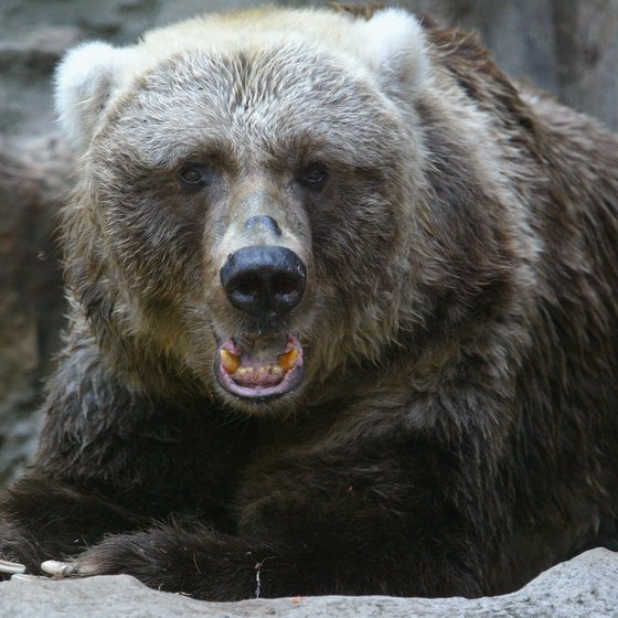 Kodiak brown bears attract many visitors to the island each year.