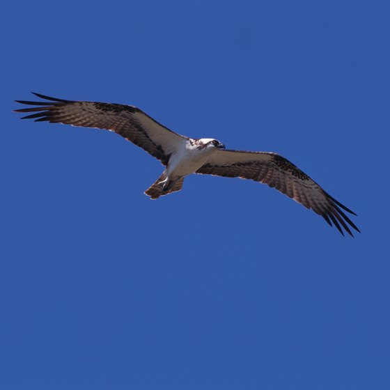 Hikers on the Rockaway Peninsula may see an osprey go by..