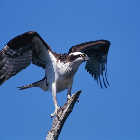 Rafters enjoy viewing osprey and other wildlife along the Rogue River.