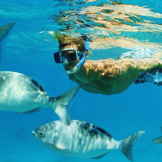 Florida offers some of the best snorkeling in the world.