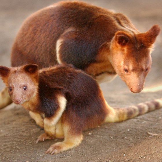 This baby tree kangaroo emerged from mom's pouch at San Diego Zoo in 2003.