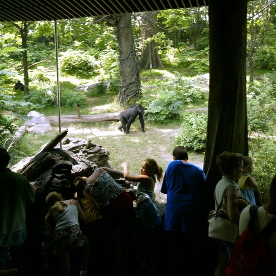 Gorillas are just one of the animals visitors may see at the Bronx Zoo.