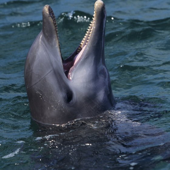Bottlenose dolphins are often very curious of humans.