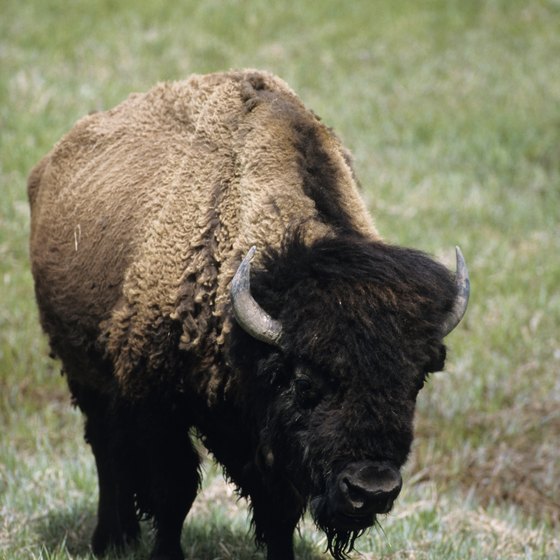 What Kinds of Animals Live in Temperate Grasslands? | USA Today