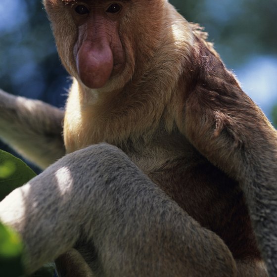 Proboscis monkeys, found only on Borneo, make their home in two locations near Beaufort.