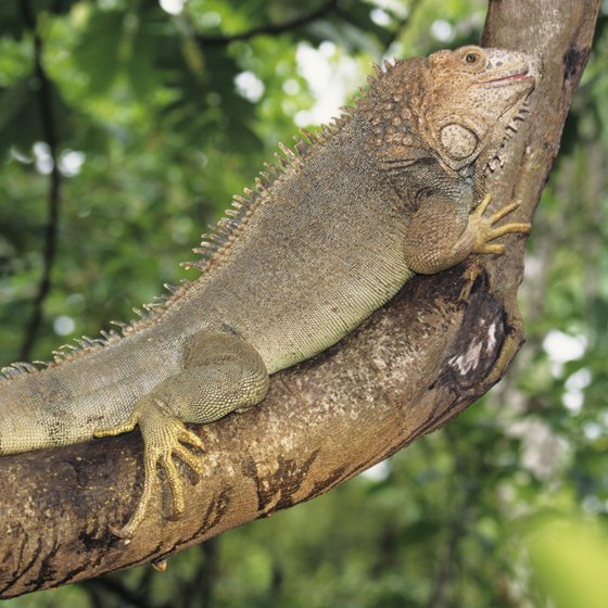 On Costa Rica river cruises, guests can see green tree iguanas.