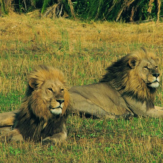 Lions are among the large mammals that make up the Okavango Delta's seasonal mosaic.