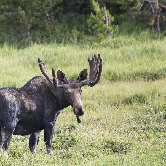 You may glimpse a moose as you drive through Bighorn National Forest.