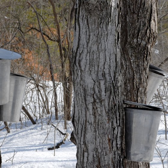 Buckets are used to collect sap that will later be maple syrup.