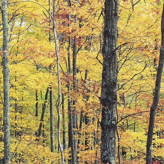 Horseback riding in the fall gives you a chance to see the forest come alive in bright colors.