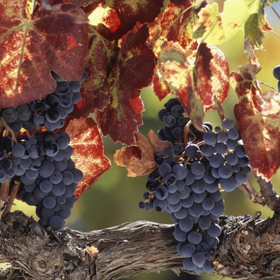 California's Napa Valley wine region is known for its cabernet varietal.