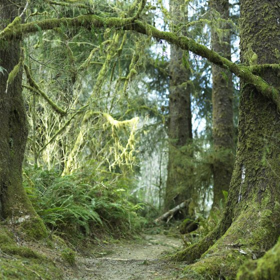 The Quinault Valley includes a rain forest.