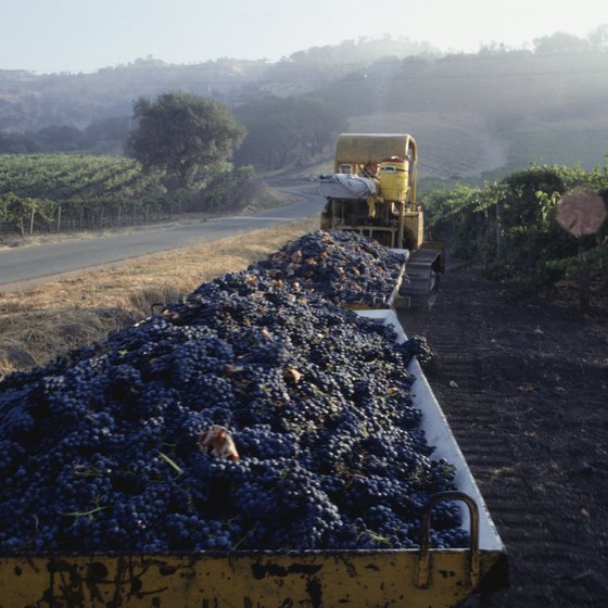 Grapes are harvested and crushed in Napa in September and October, the height of the tourist season.