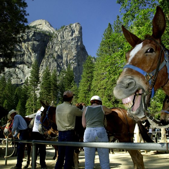 Yosemite National Park offers guided mule and horseback rides.