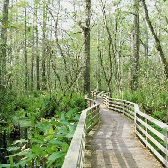 A hotel in the Golden Gate area of Naples makes a great base for exploring Corkscrew Swamp Sanctuary.