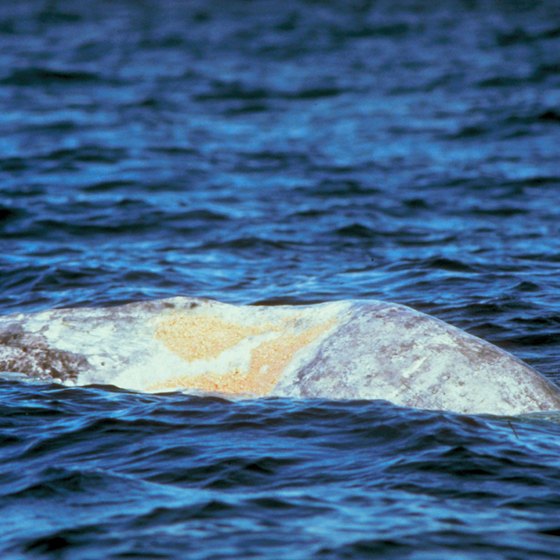 Whale watching is a popular activity in Ocean Shores, Washington.