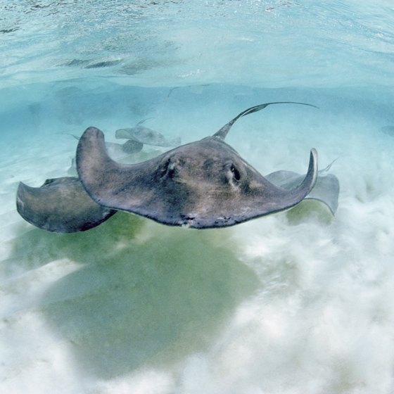 Water lovers may opt for swimming with stingrays while in Grand Cayman.
