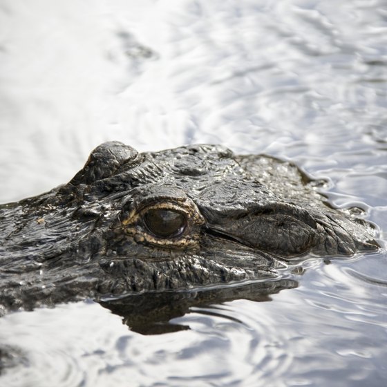 See alligators at the Newport Aquarium.