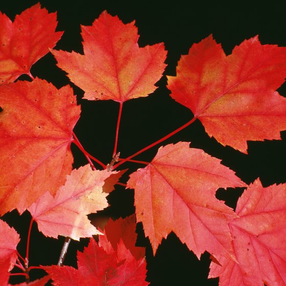 Red maples are among native trees in Texas putting on spectacular fall shows.