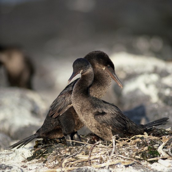 Flightless cormorants live in the Galapagos Islands.